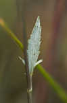 Blueflower eryngo